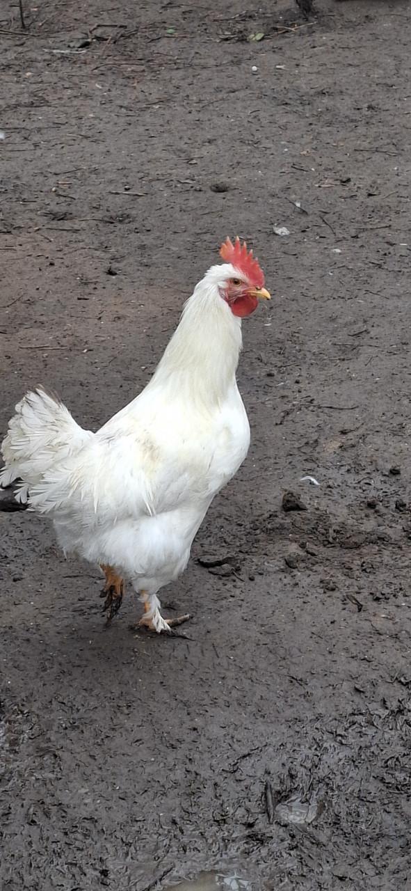 Mooie jonge hanen te koop