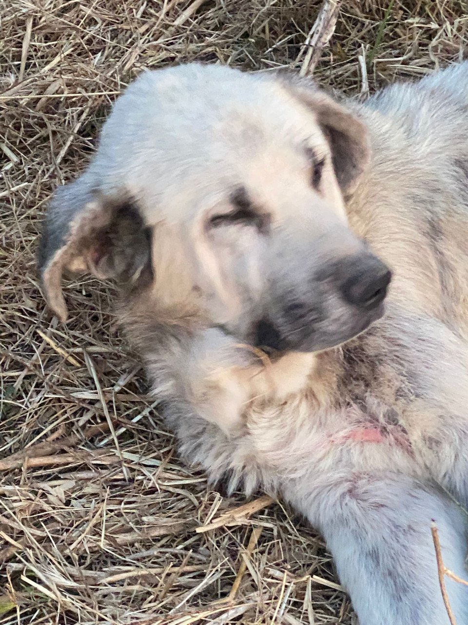 Alora Dog Rescue: Logan, grote knuffelbeer zoekt een baasje