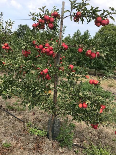 Fruitbomen in leivorm / Leibomen / Appel