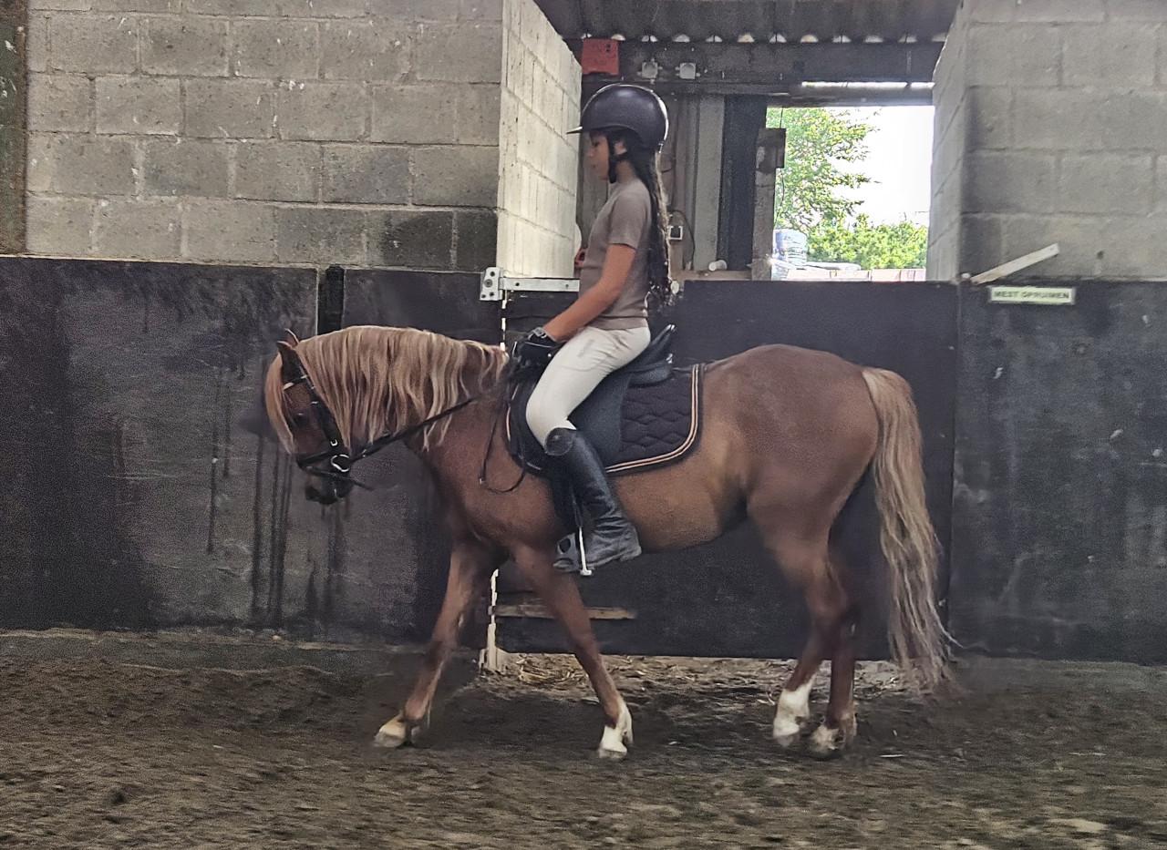 8 jarige B-welsh pony