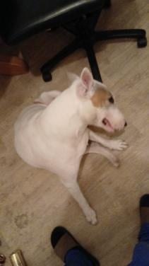 Enkel gebroken, wie wil op een lieve hond d passen?