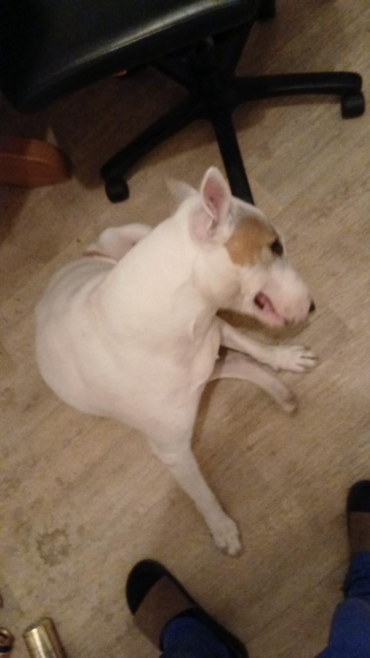Enkel gebroken, wie wil op een lieve hond d passen?