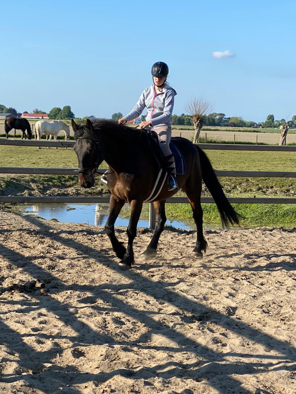 Fijne recreatie paarden te koop