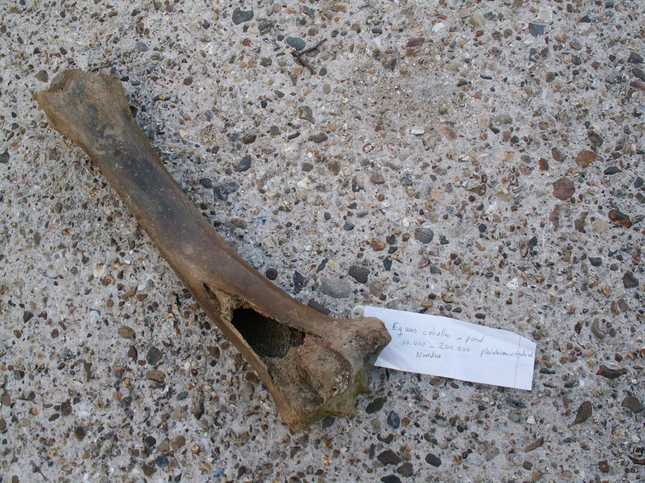 Te koop; fossiel heupkop mammoet en prehistorisch paard bot
