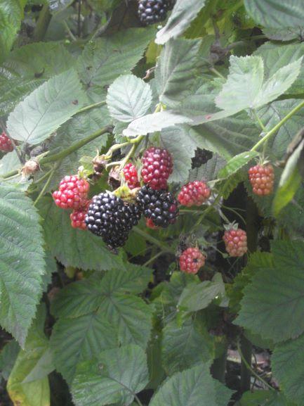 Bramenstekken, bessenstekken, druivenstekken