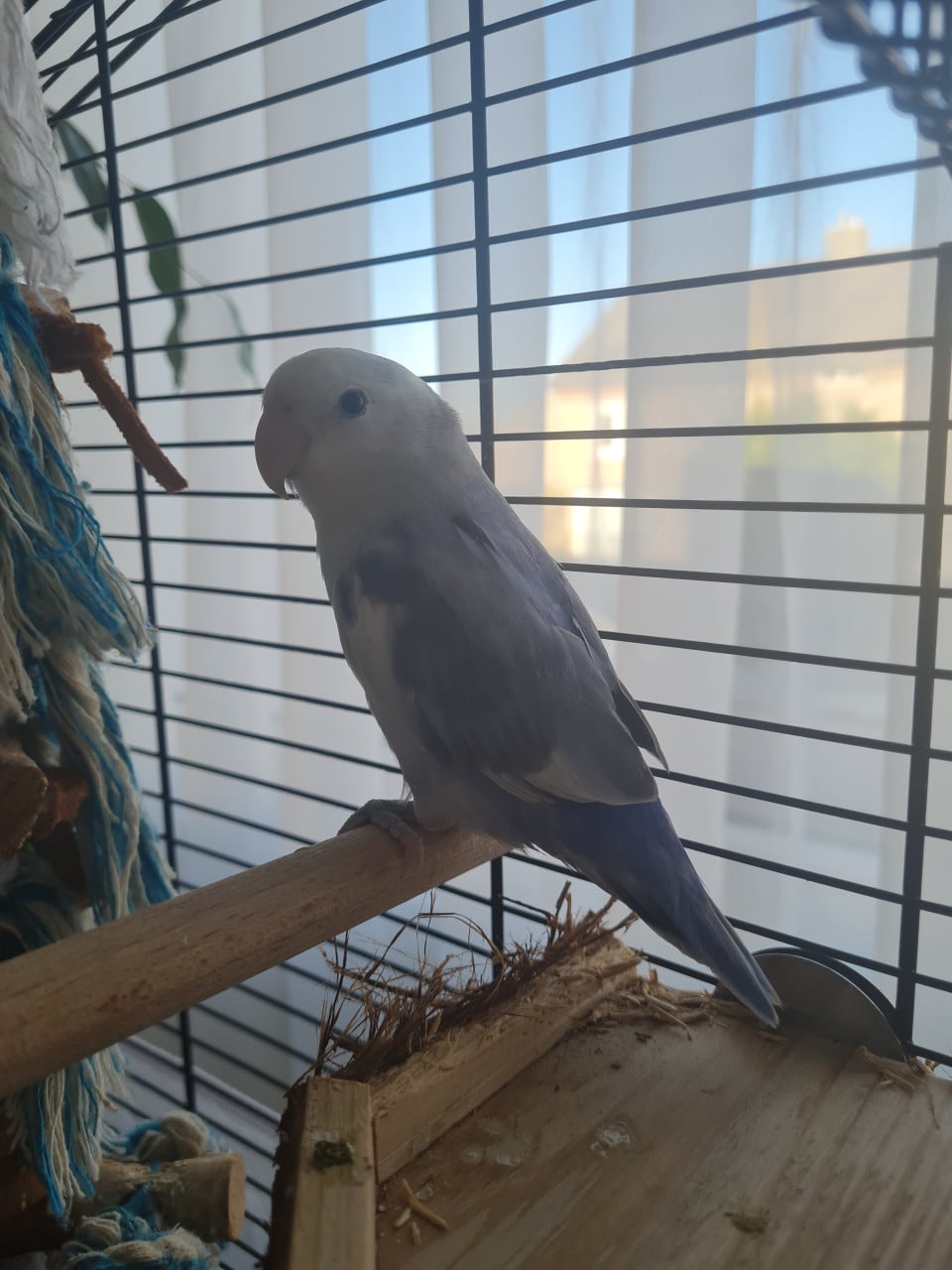 Agapornis Roseicollis