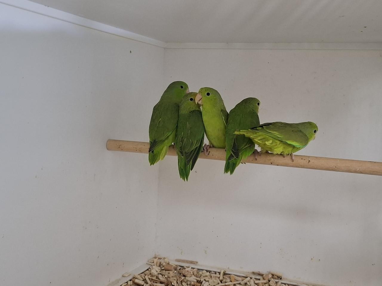 Groenstuit dwergpapegaaitjes