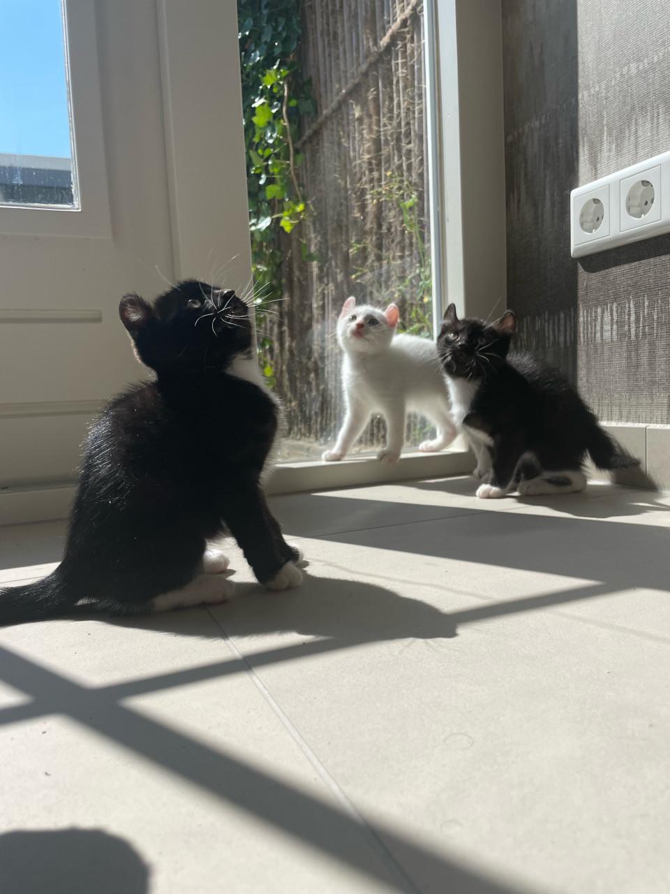 Kittens