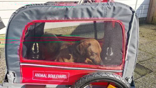 Honden kar in nieuw staat