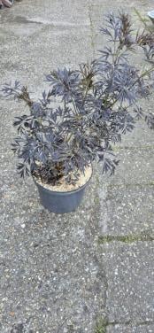 Donkerbladige Peterselievlier