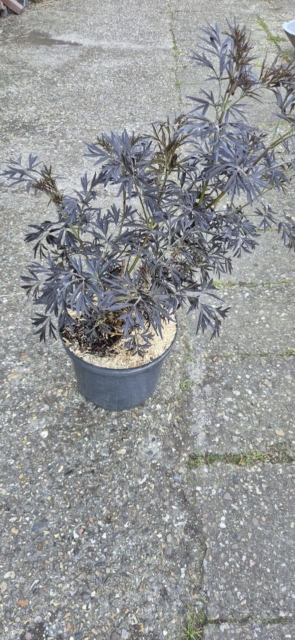 Donkerbladige Peterselievlier