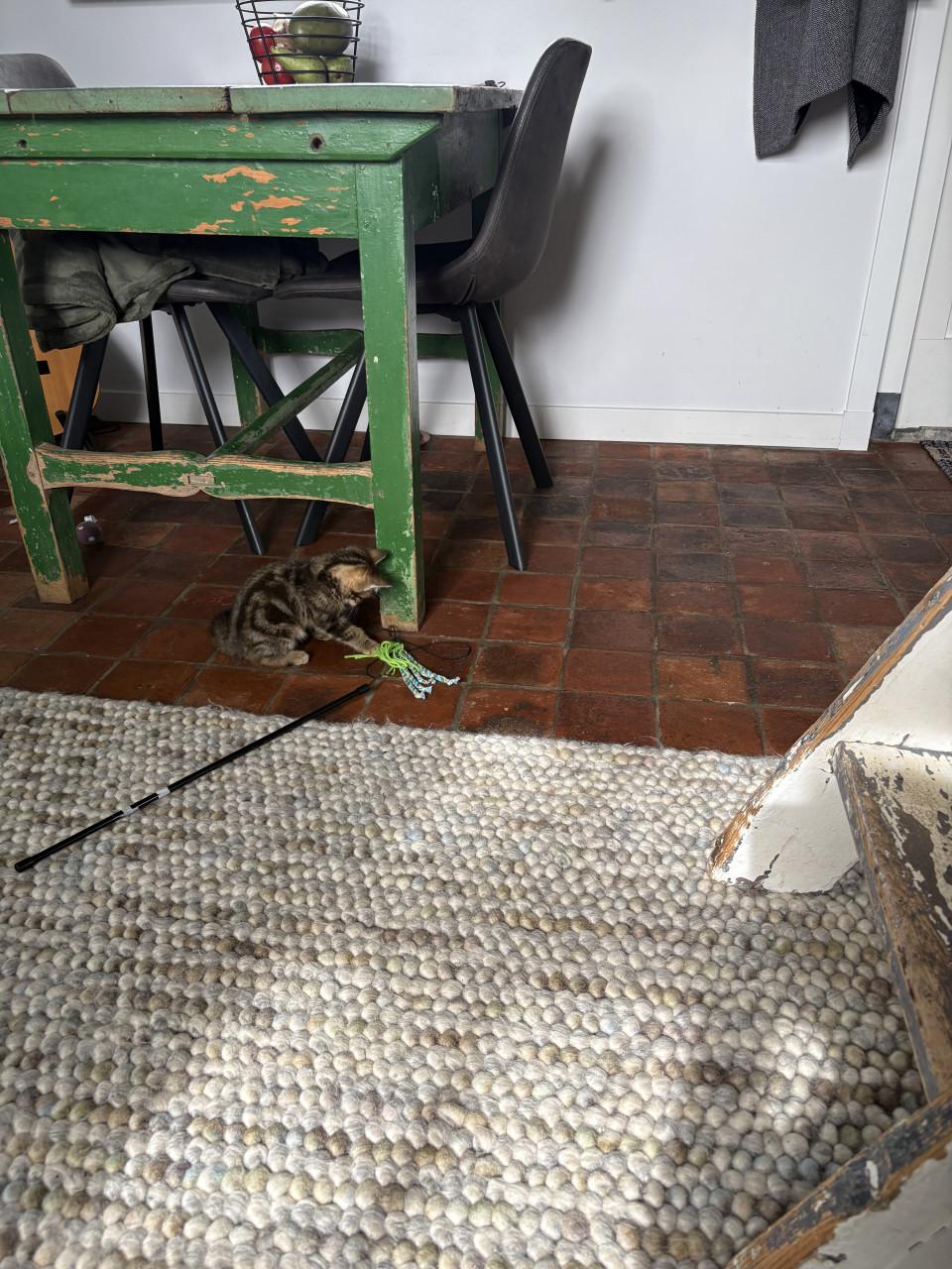 Schattig kitten