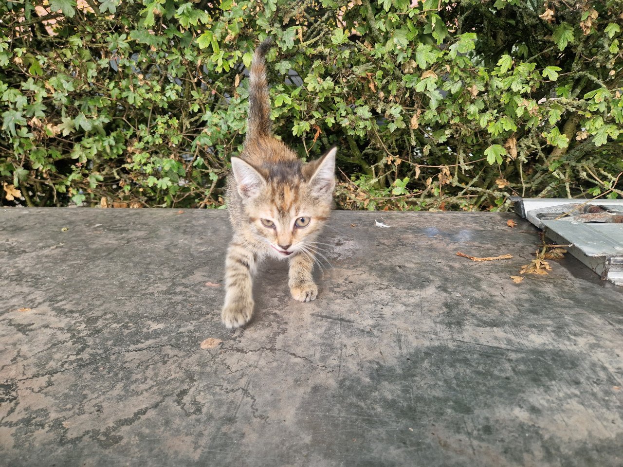 Kittens