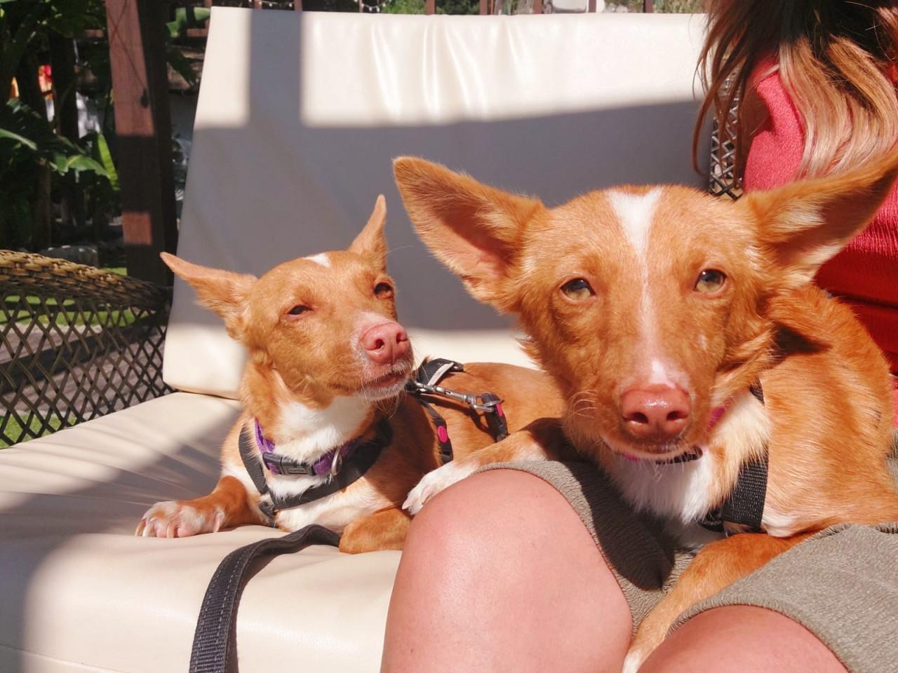 Lennie en Lennox zoeken een lief baasje!