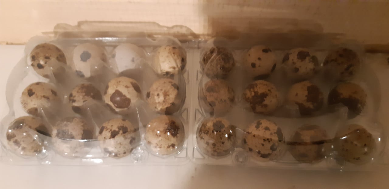Japanse kwartels, japanse kwarteleieren voor broed of consumptie