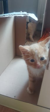 Nestje kittens