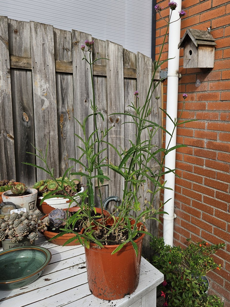 Verbena-ijzerhard