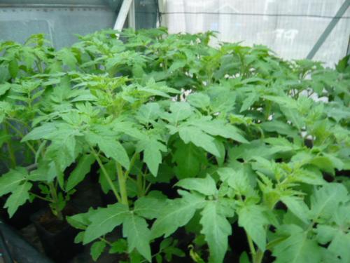 TOMATEN, PAPRIKA PEPER EN SNACK KOMMER PLANTEN