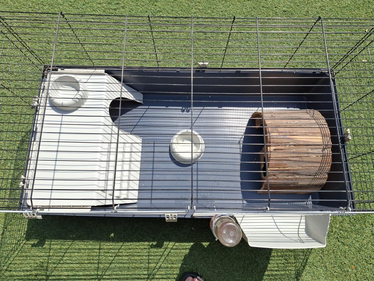 Cavia kooi/hok