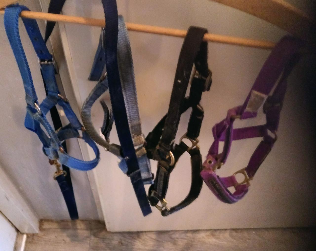 TE KOOP GEBRUIKTE MINIPAARDEN VEULEN HALSTERS