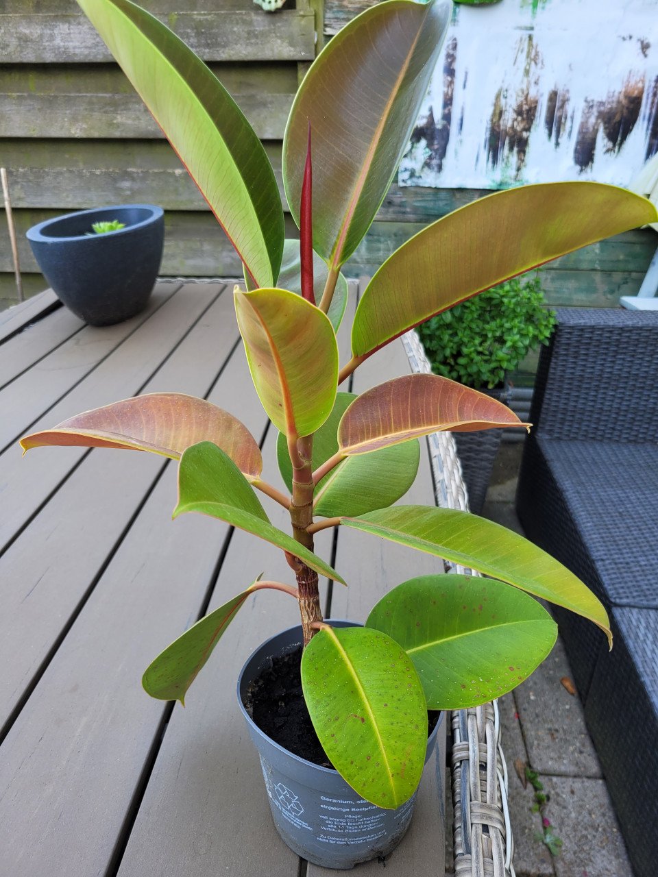Planten
