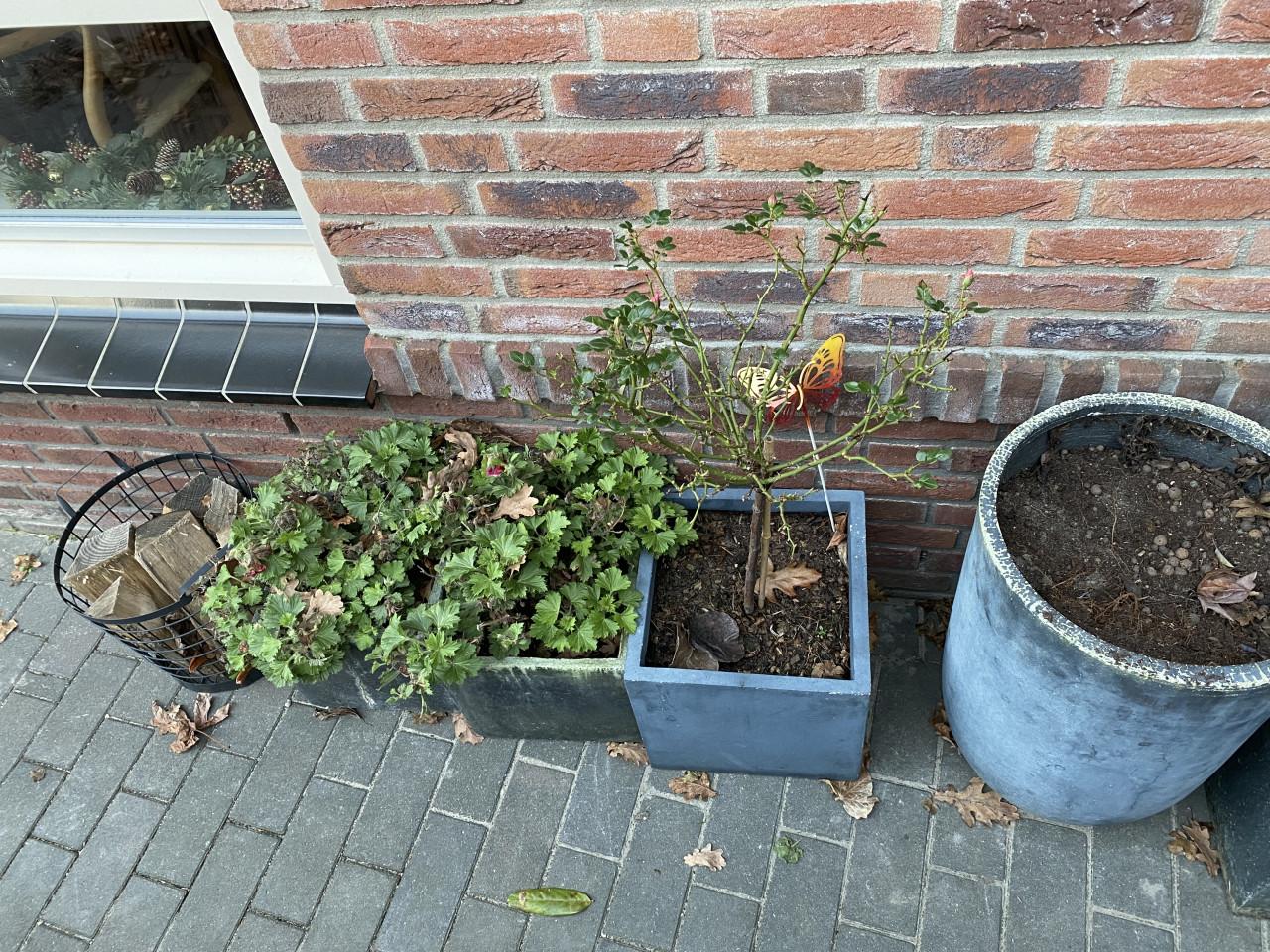 Plantenbakken met planten
