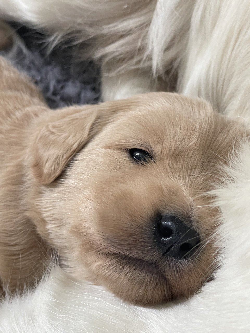 Mooie pups Golden retriever x Labradoodle