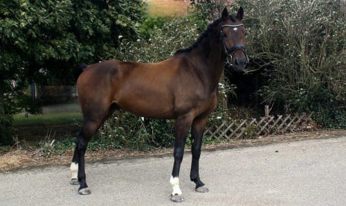 Lieve knappe kwpn'er