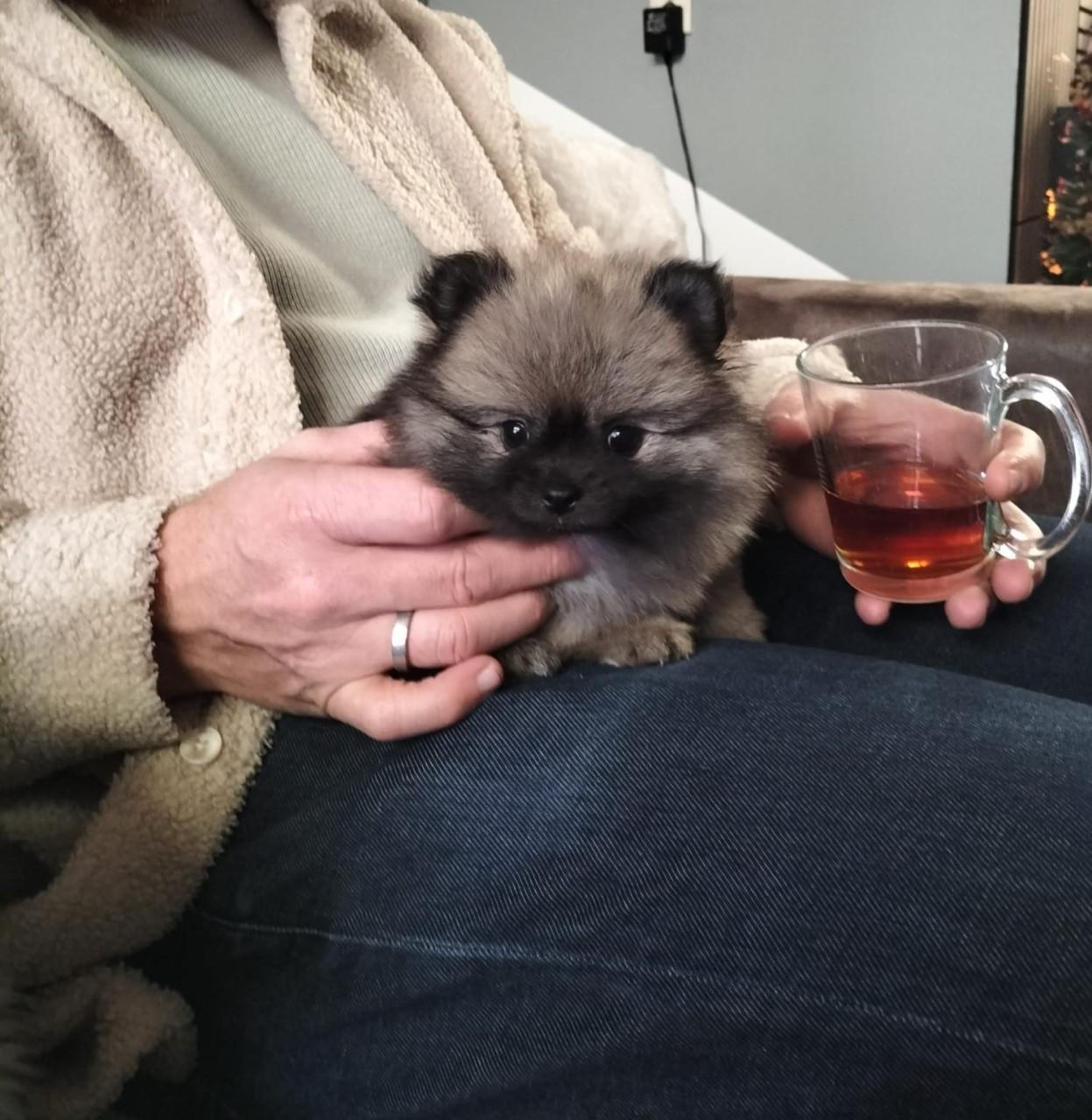 Mini pomeranian teefje (met 25% chihuahua)