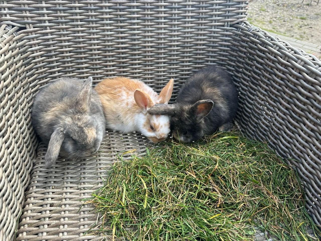 Te koop jonge konijnen