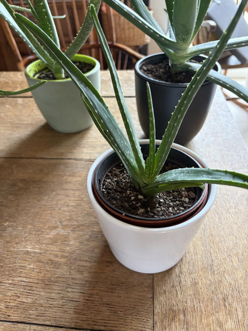 Aloe vera planten
