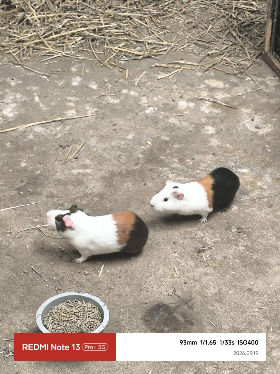 Cavia beertjes