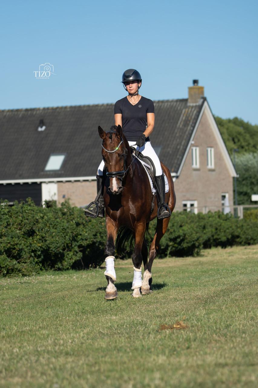 5 jarige merrie v. Mexpression