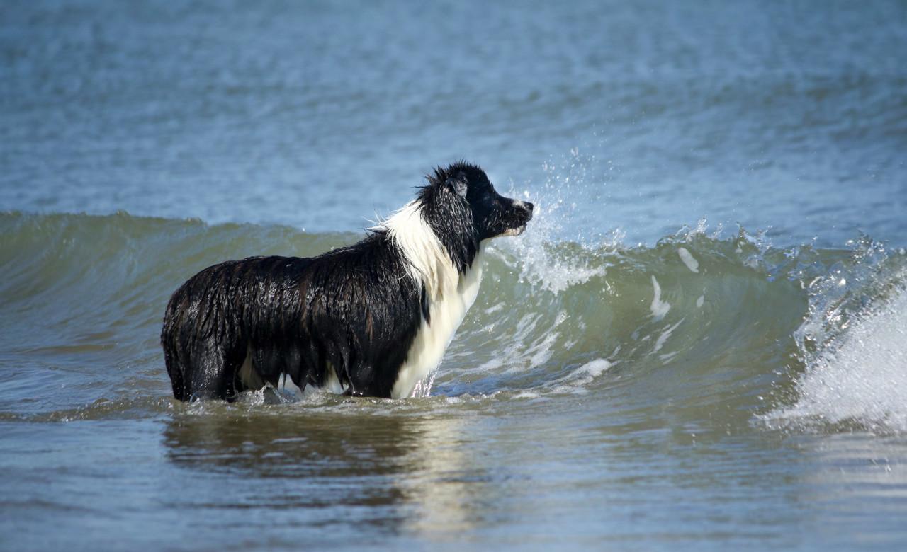 Dieren fotoshoot