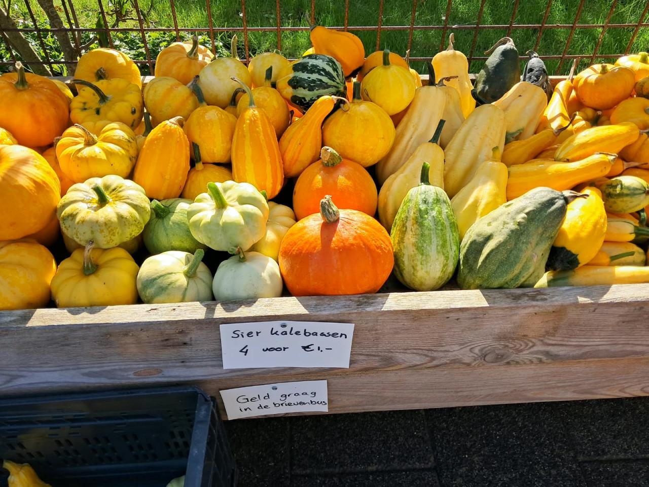 Kalebassen 4 voor € 1,00 - uitzoeken maar