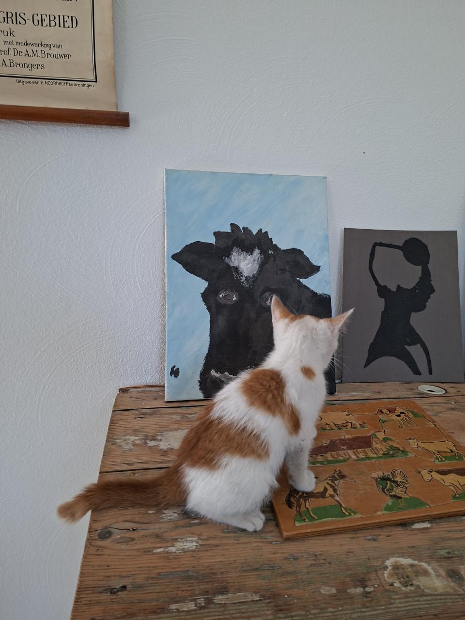 2 katertjes 3 maanden oud ontwormt