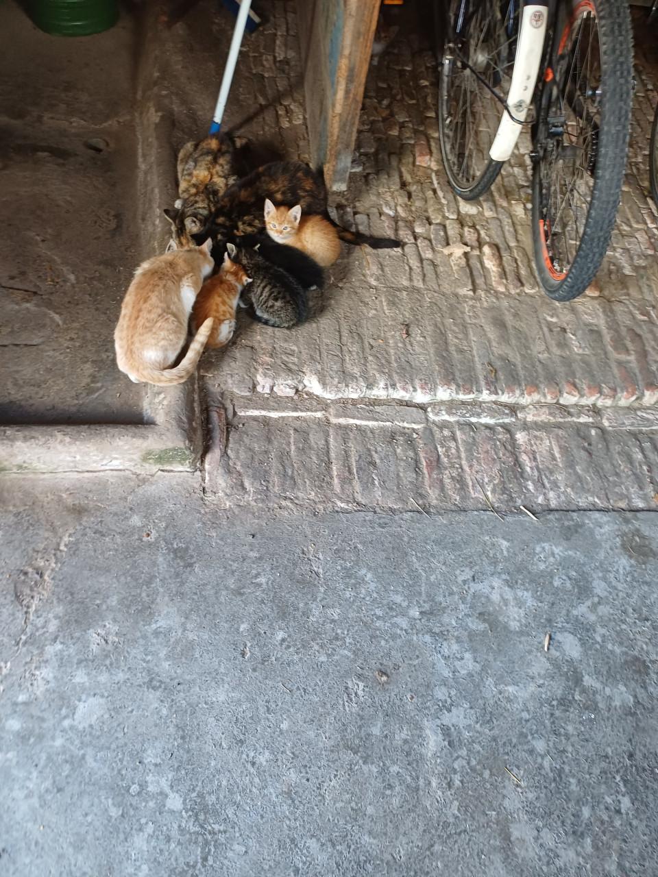 Tegen een kleine vergoeding, leuke poesjes af te halen.