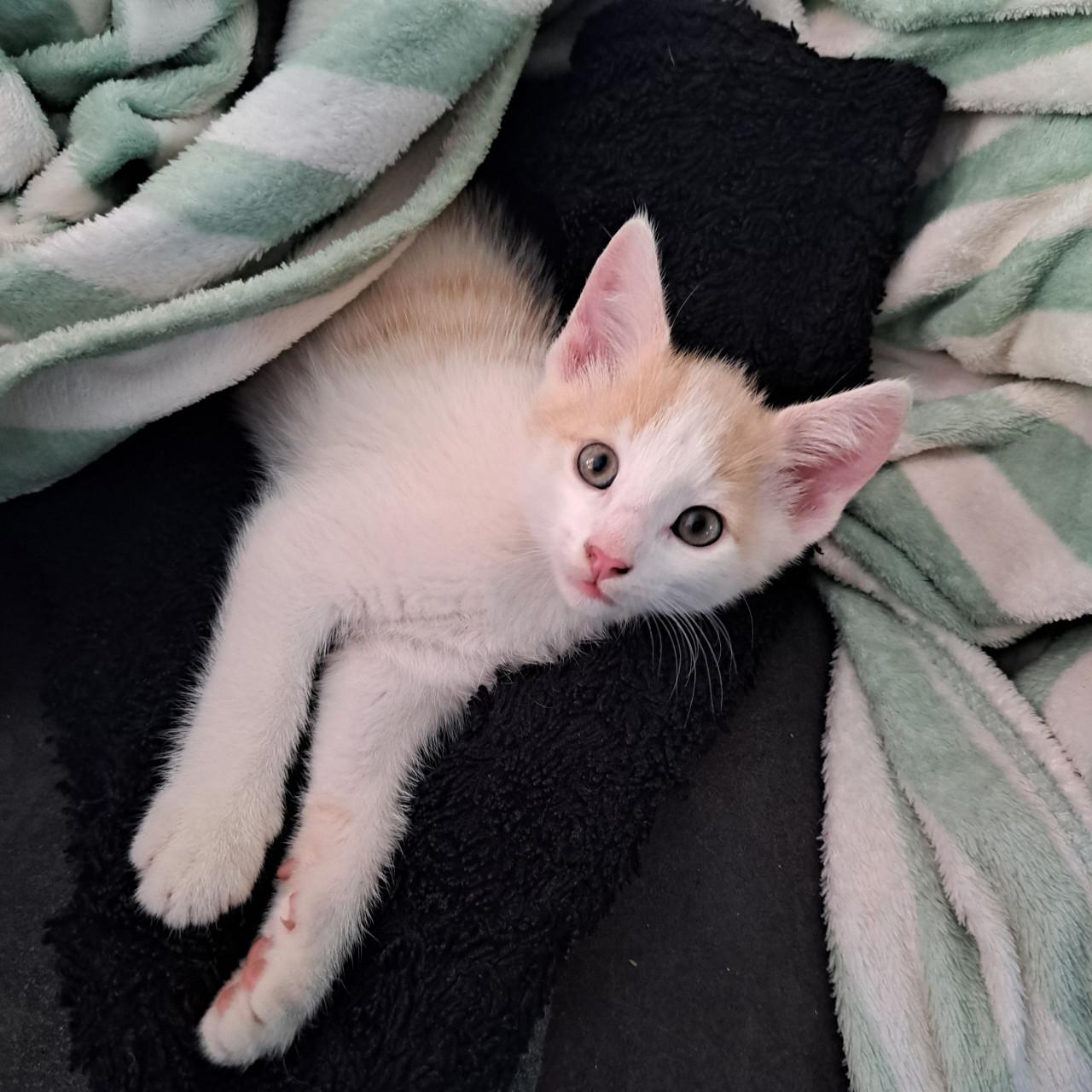 Super lieve kittens