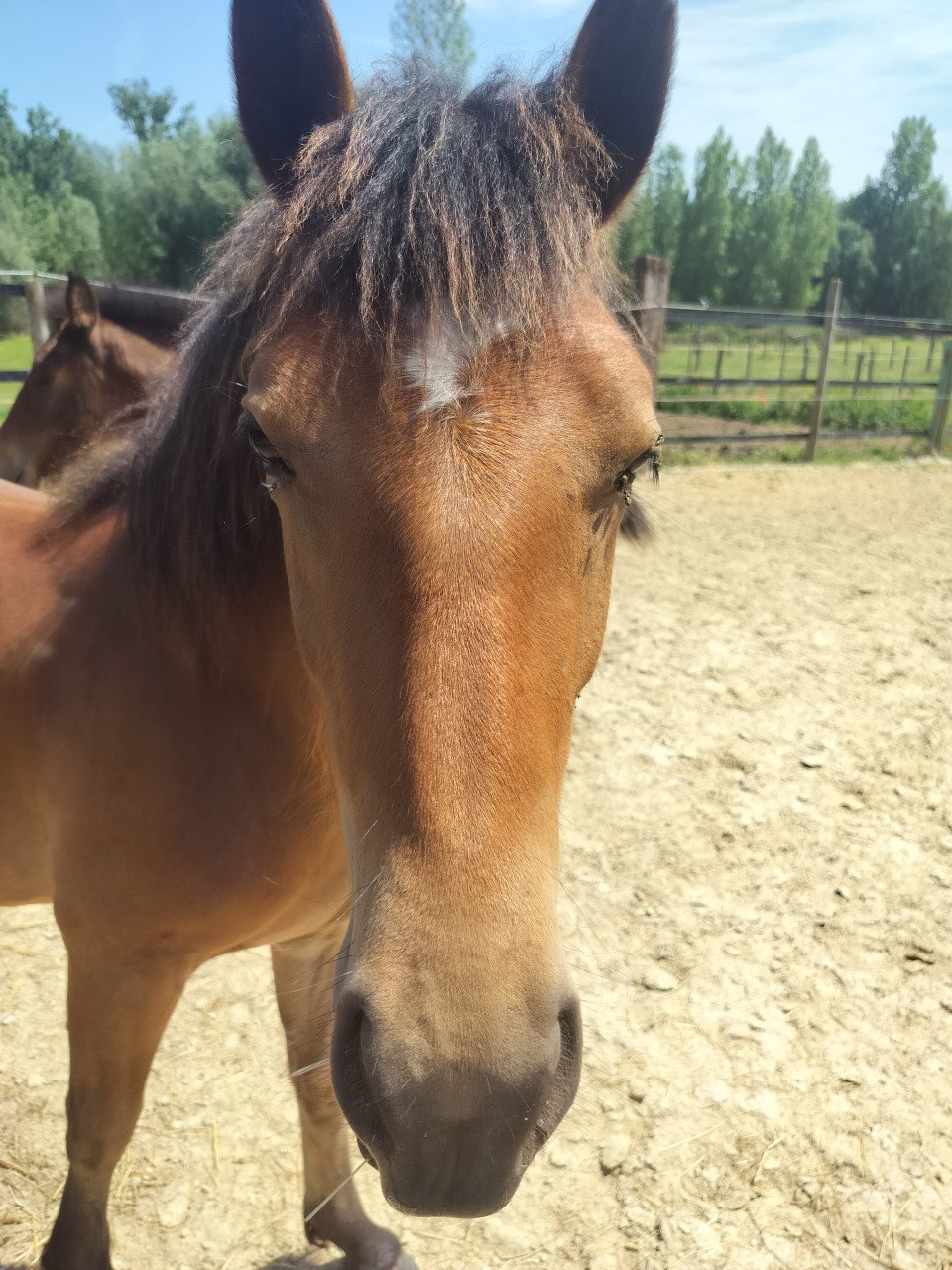 Kruising haflinger x freiberger 21/8/2024 merrie
