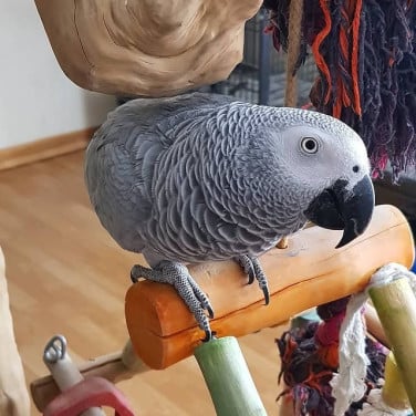 Sprechender Graupapagei zur Adoption