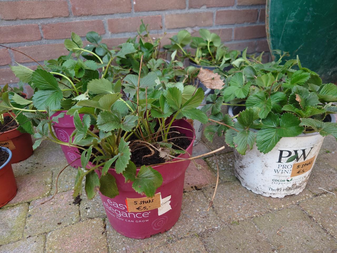 Aardbeienplantjes 5 à 6 per pot. Biologisch gegroeid!