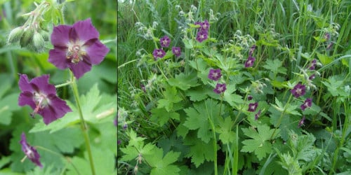 4 wilde geraniums, donkerrood