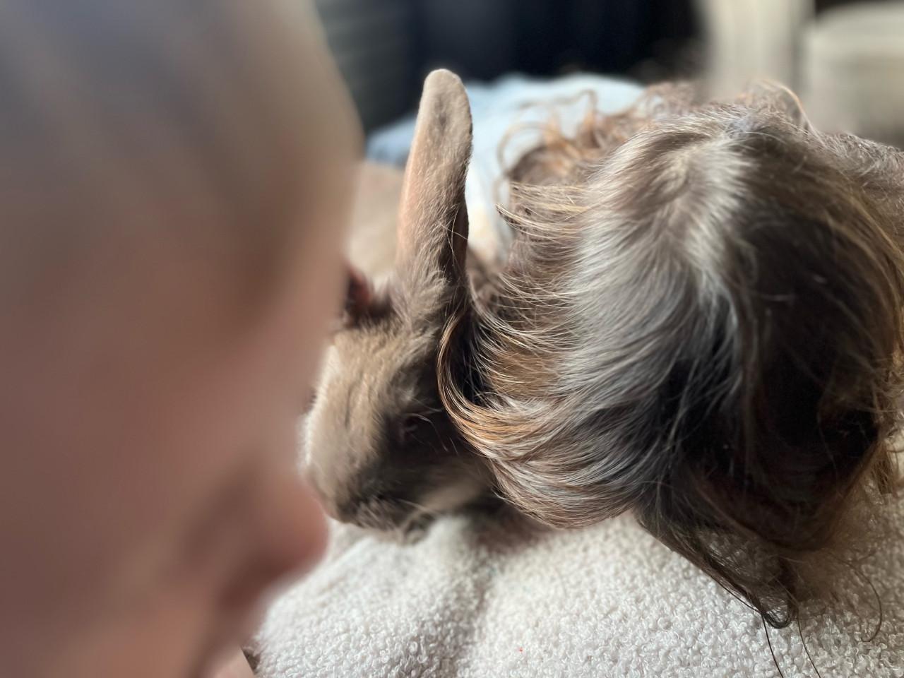 Duitse reus 9 weken oud