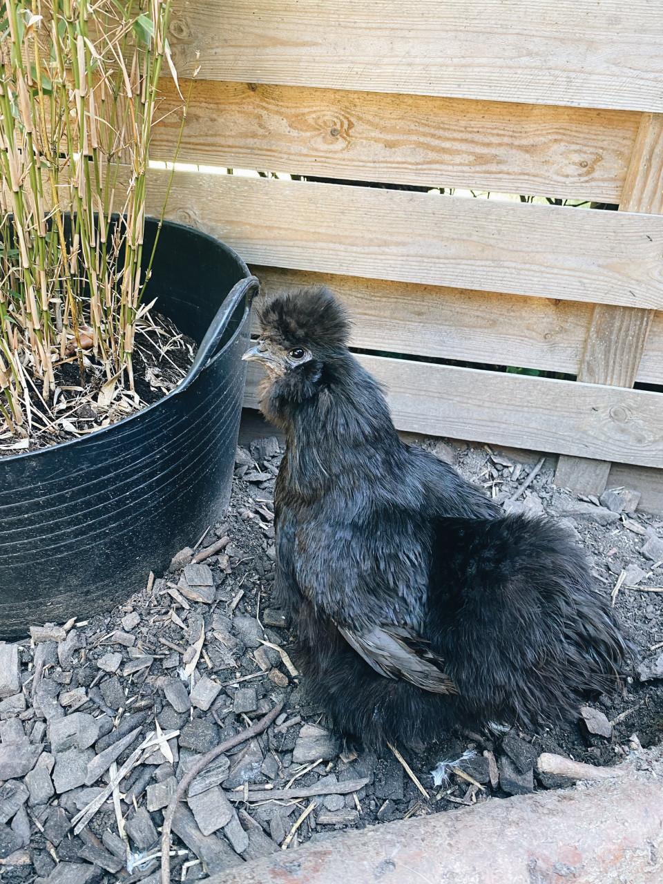 3 Silkie hennen Gratis op te halen