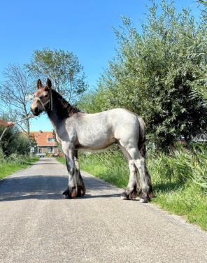 Trekpaard hengstveulen