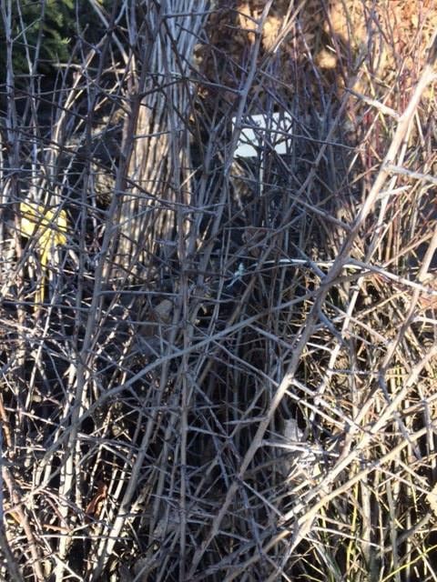 Natuurlijke beplanting/inheemse struiken