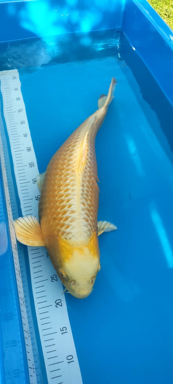 Yamabuki 63 cm