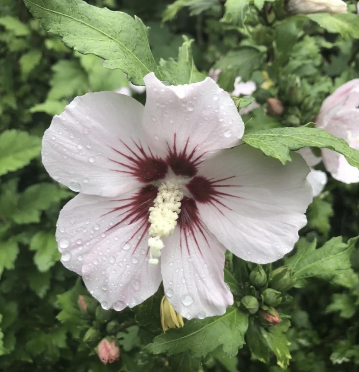 Hibiscus / Chinese roos planten van de hobbykweker