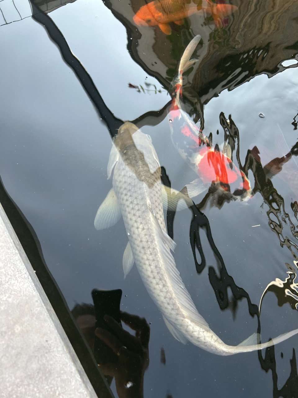 3 stuks koi