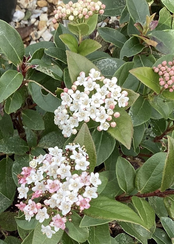 Viburnum tinus struiken 60-80 cm